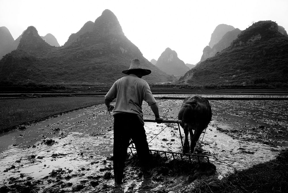 Farmer ploughing a rice paddy, Guangxi, China.