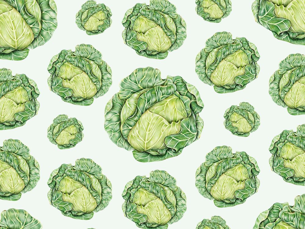 Hand drawn cabbage patterned background illustration