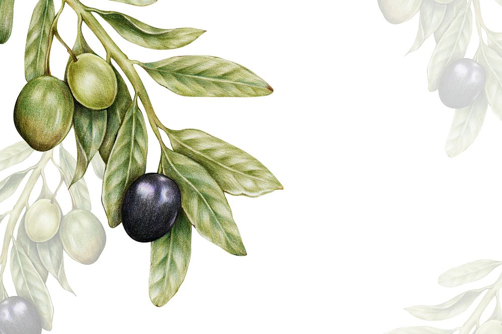Hand drawn olive background illustration
