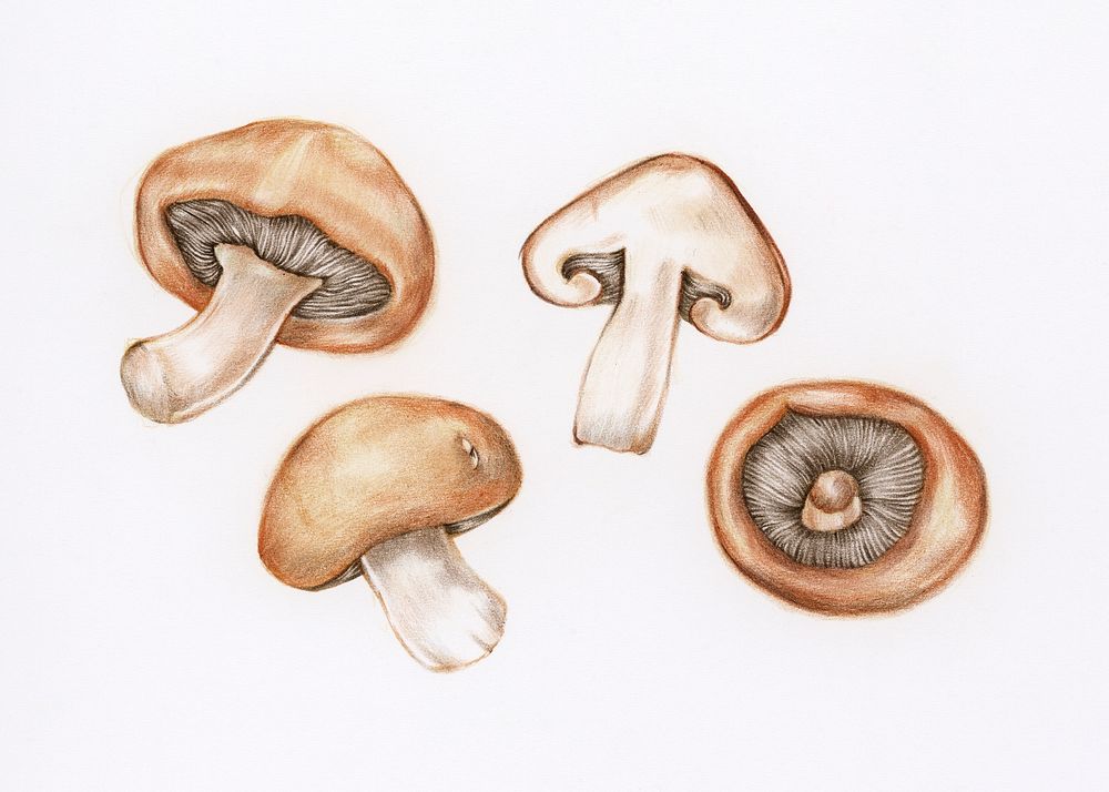 Hand drawn mushroom illustration