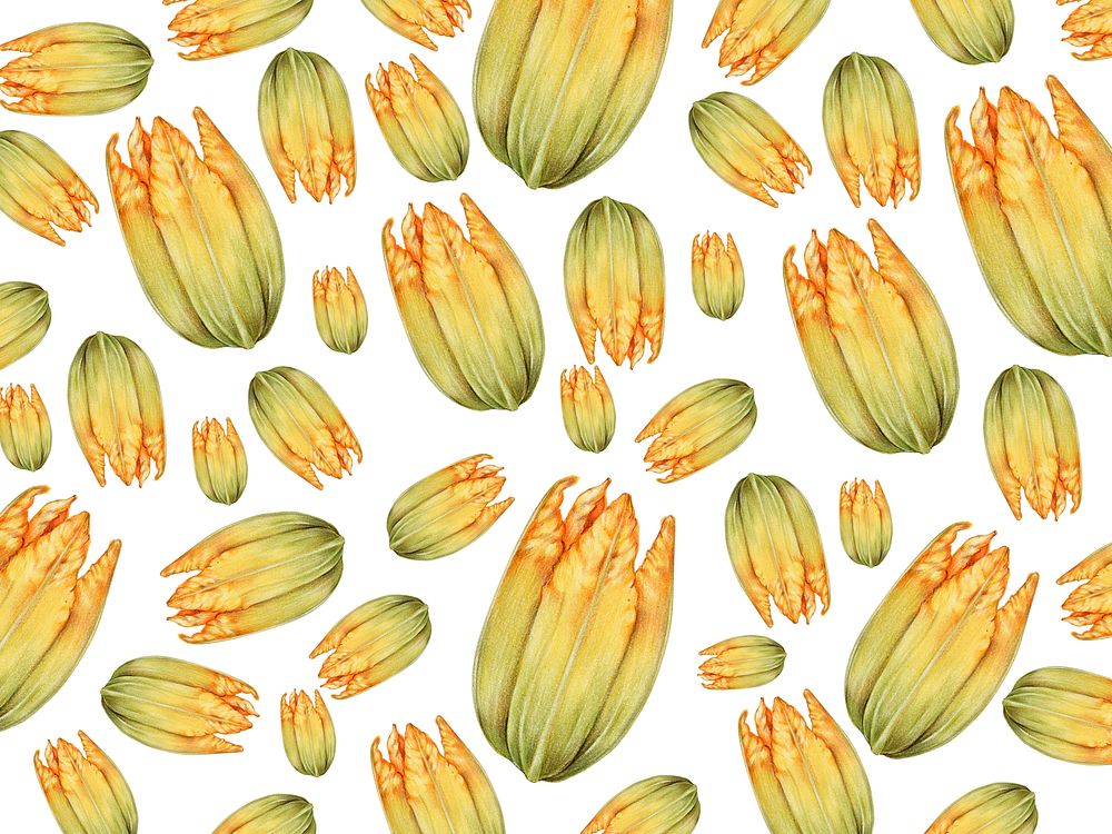 Hand drawn squash blossom patterned background illustration