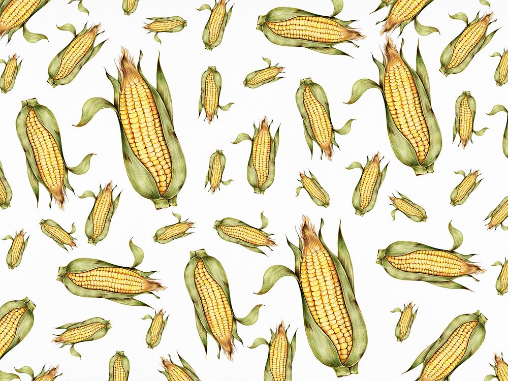 Hand drawn corn patterned background illustration
