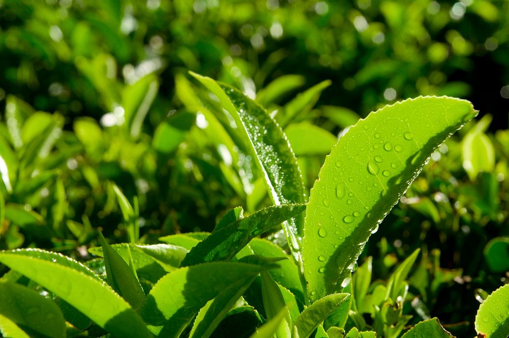 Close up of fresh tea growing on a plantation in India