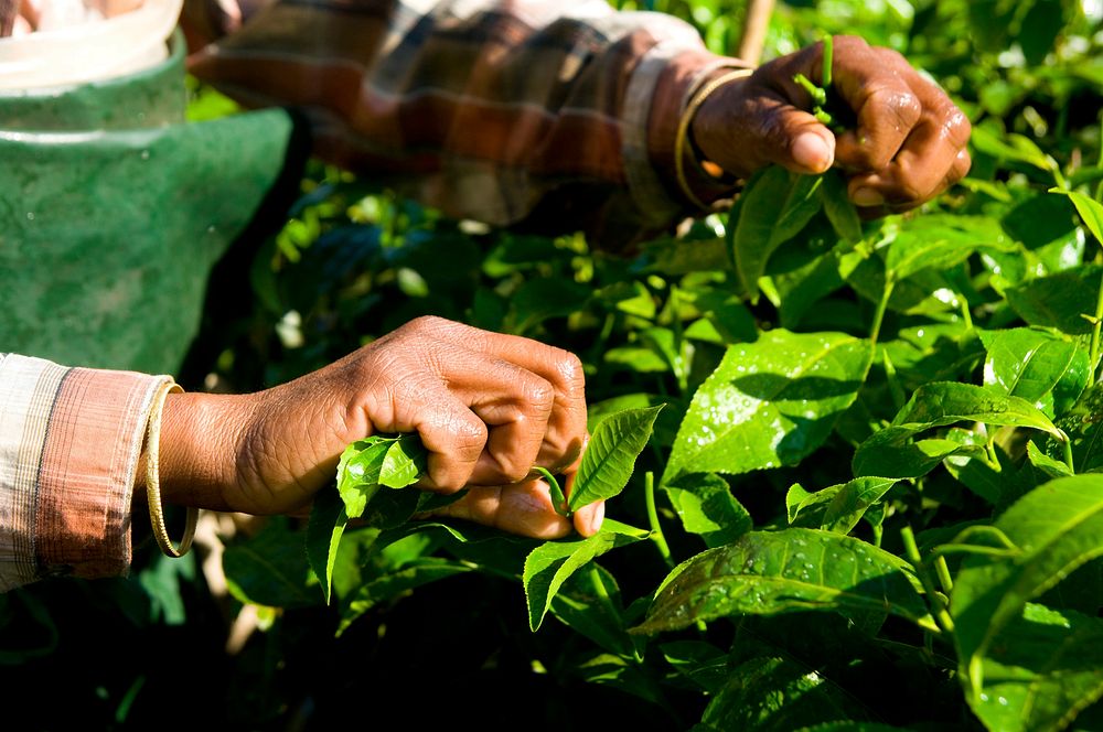 Woman harvesting tea leaves Kerela, India.