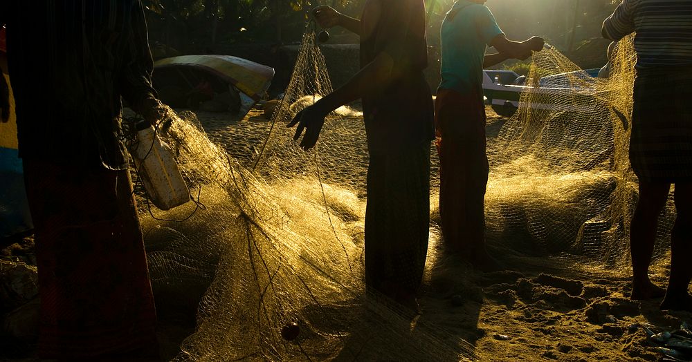 Checking the fishing nets at sunrise, Kerala, India.