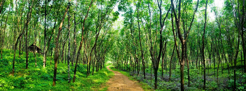 Enchanting forest lane in a rubber tree plantation, Kerela, India.