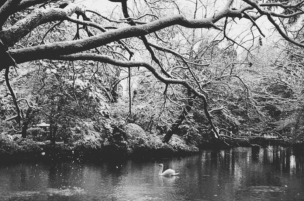 Swan in the lake with tree branches in snowing scenic grayscale