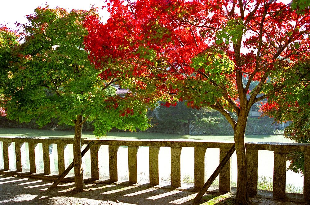 Autumn trees in Japan