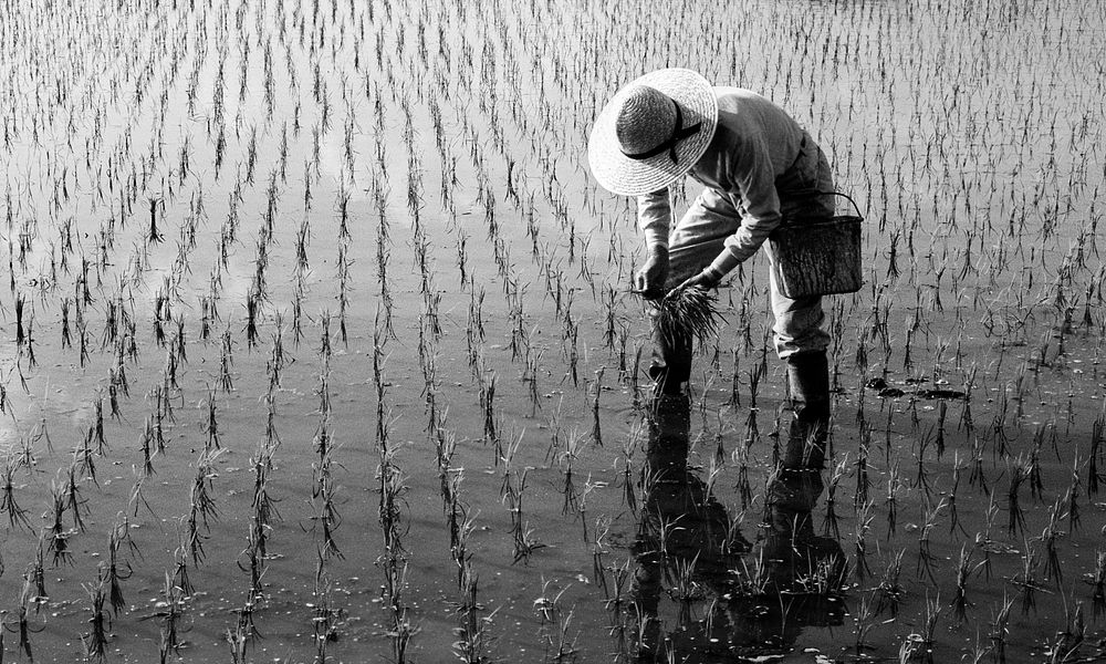 Japanese farmer tending the rice paddy.