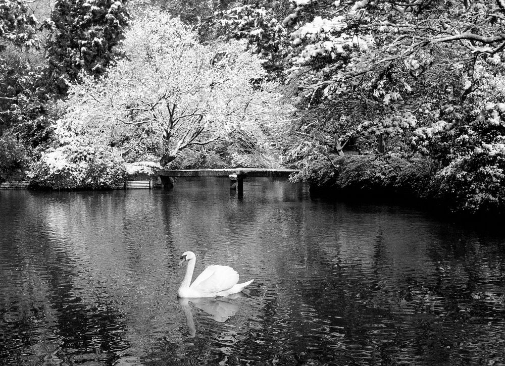 Beautiful swan lake in winter scene