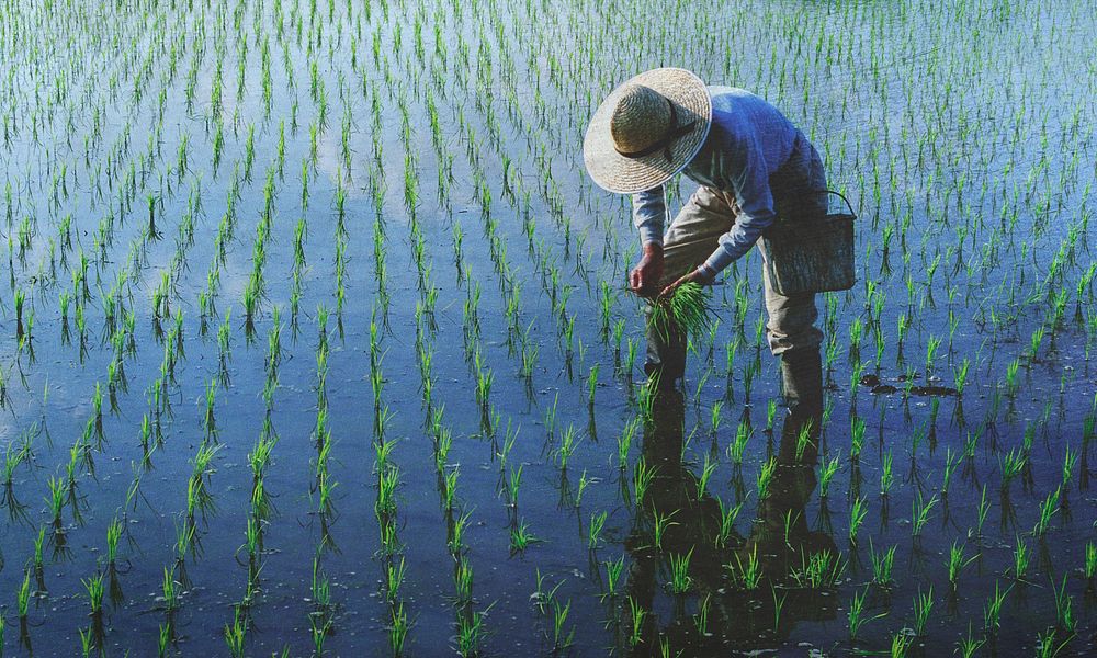 Farmer planting rices in the field