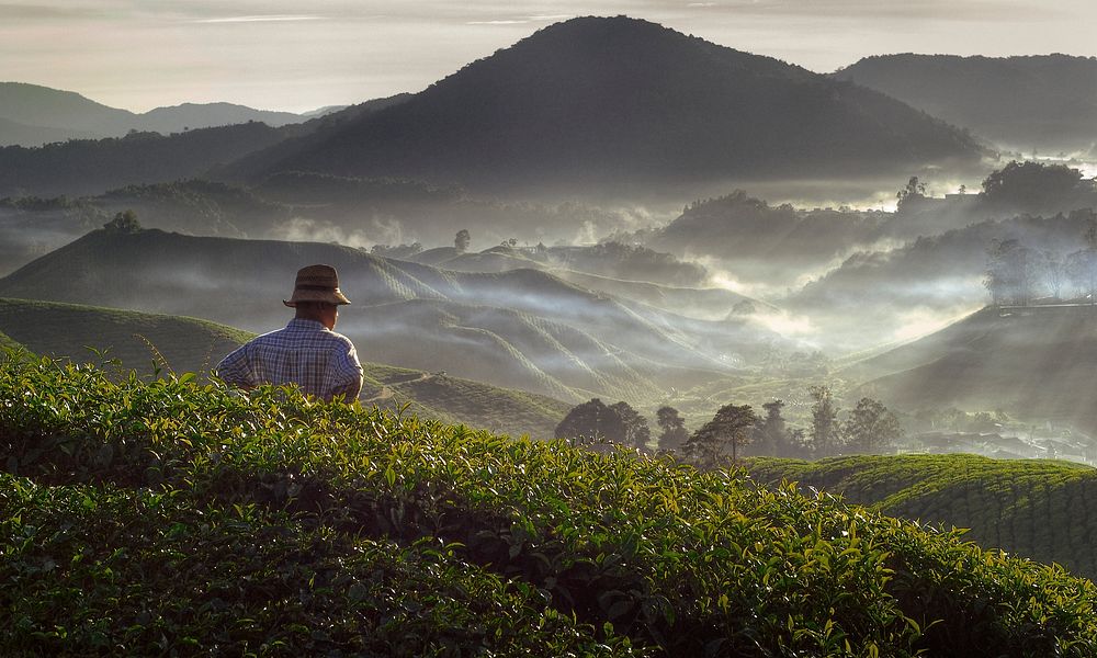 Farmer at Tea Plantation in Malaysia Concept