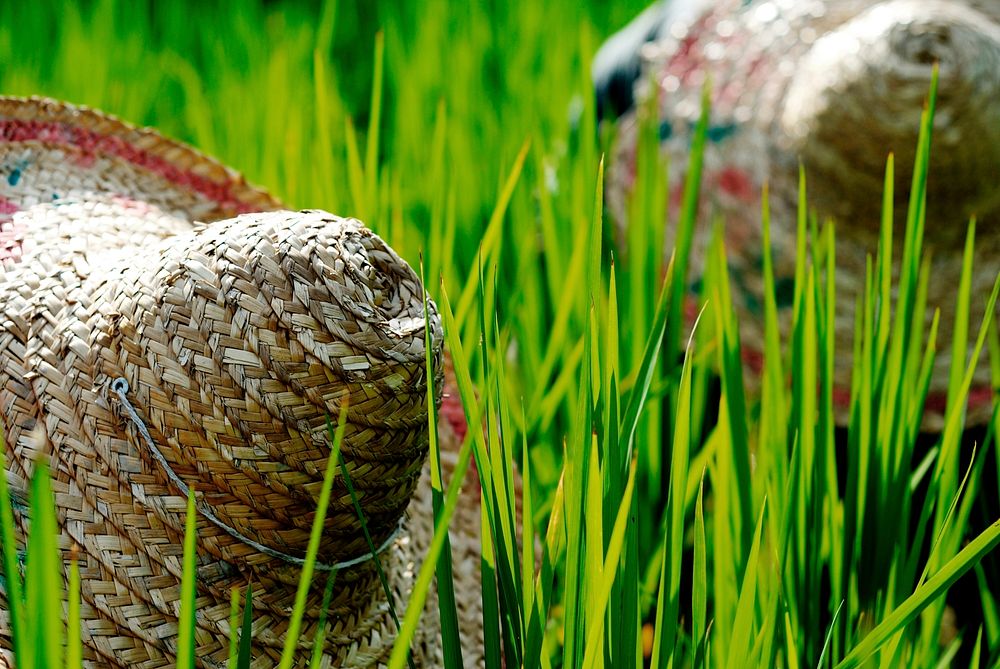 Rice farmers in Malaysia