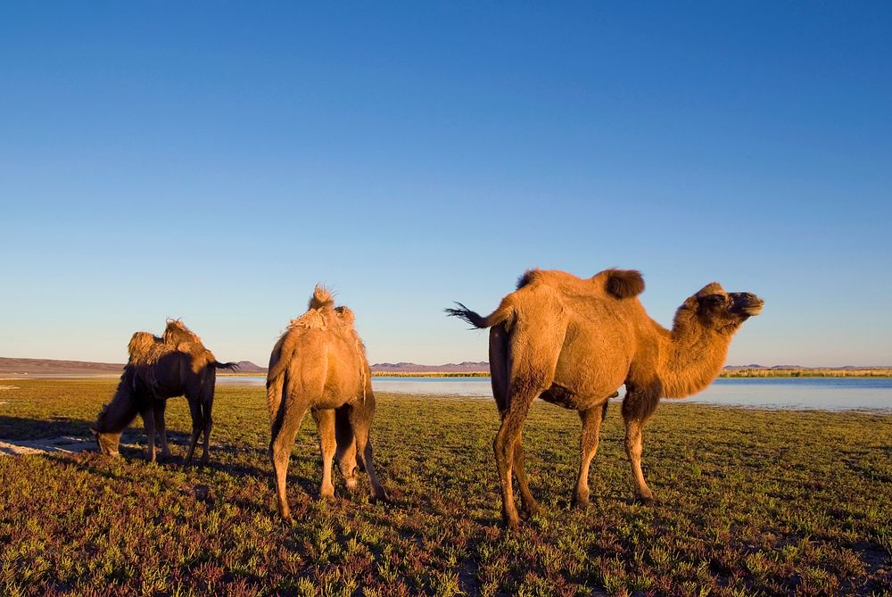 Three camels eating grass in a scenic nature.
