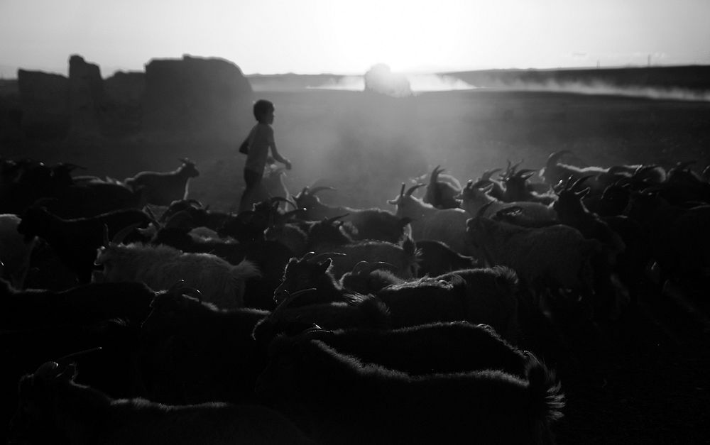 Kazakh boy herds his goats for milking. Gobi, Mongolia. 
