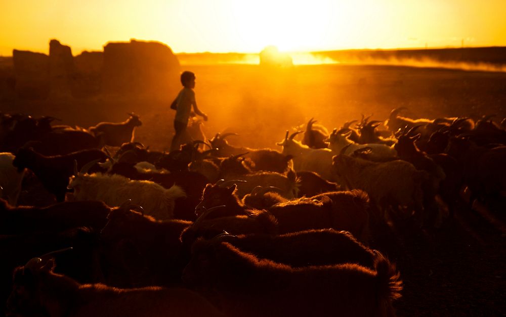 Kazakh boy herds his goats for milking Gobi, Mongolia