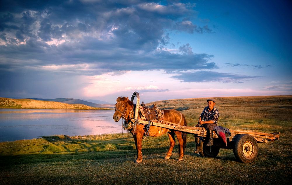 Horse man sitting on a horse cart in Mongolia
