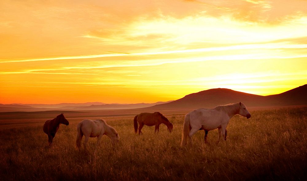 Horse on the meadow with sunset.