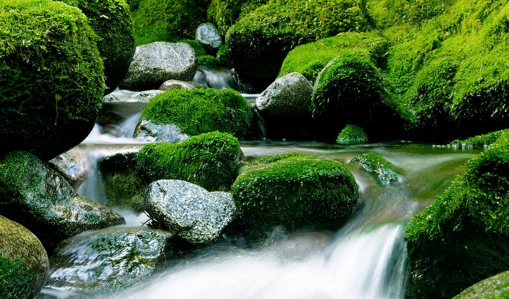 Peaceful nature stream, New Zealand. 