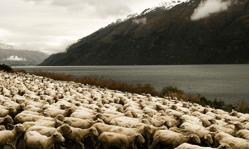 Herd of Sheeps in the scenic view of the lake and mountain.
