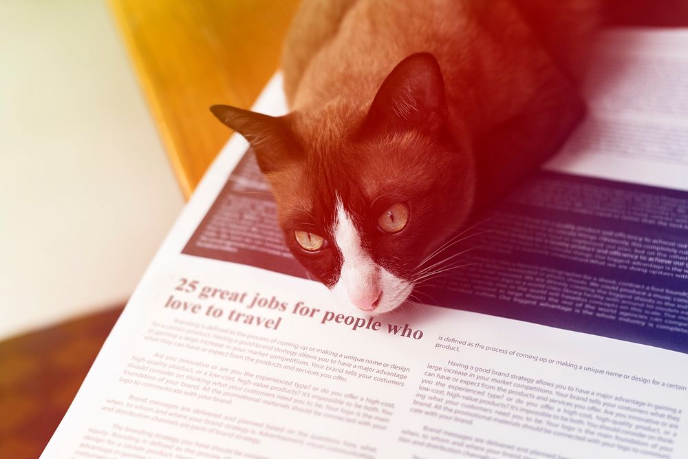 Cute Cat Laid On Newspaper