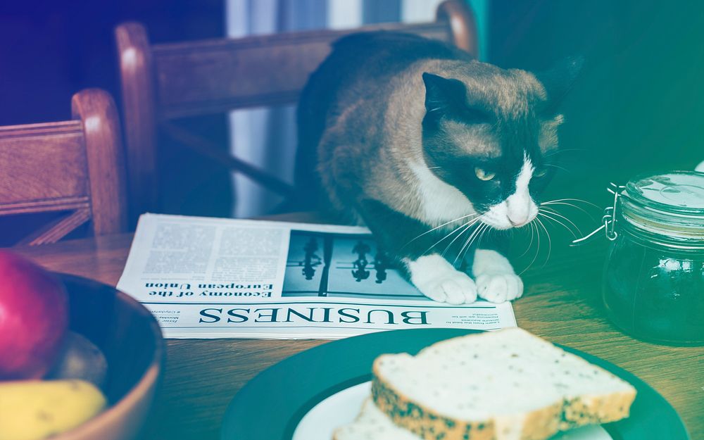 Breakfast Bread Newspaper Cat On The Table