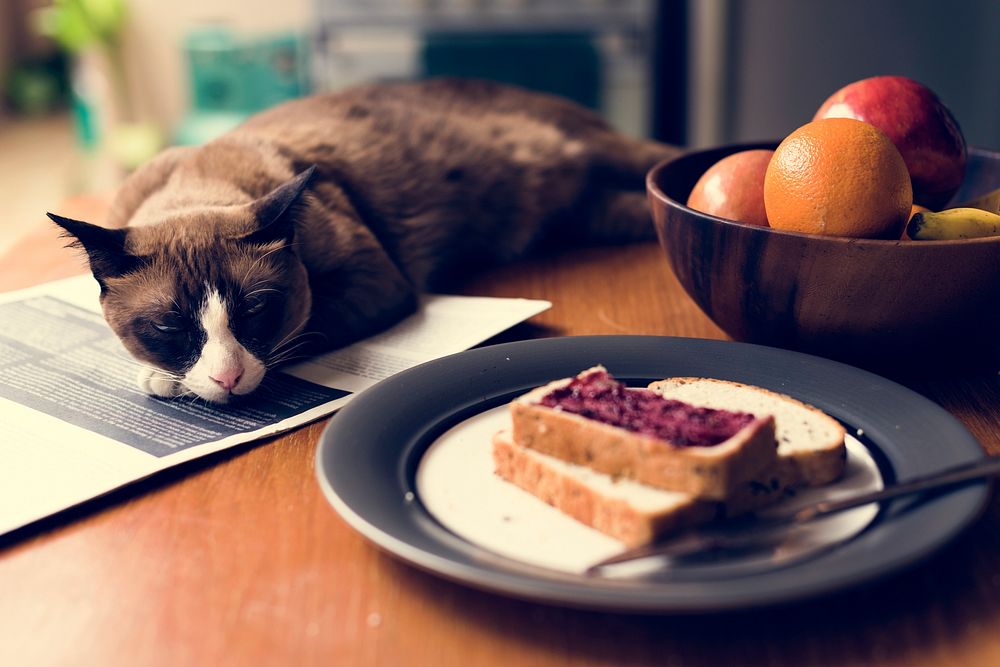Eatery Breakfast Morning Meal Cat