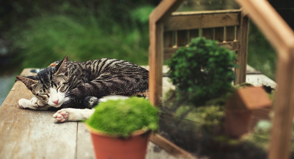 Cat sleeping on the table with plants
