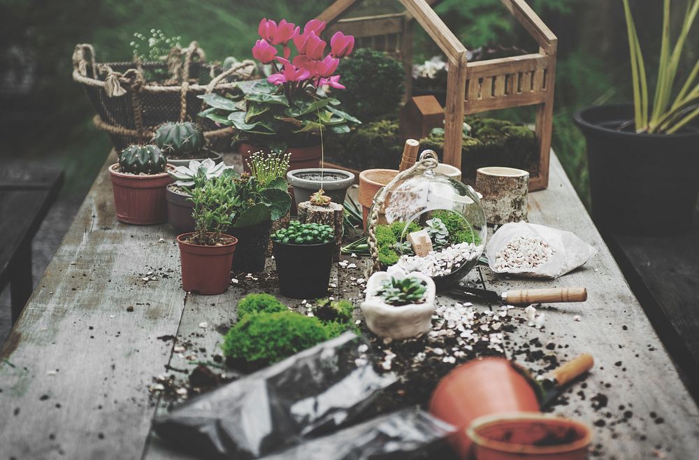 Terrarium garden plants on the table