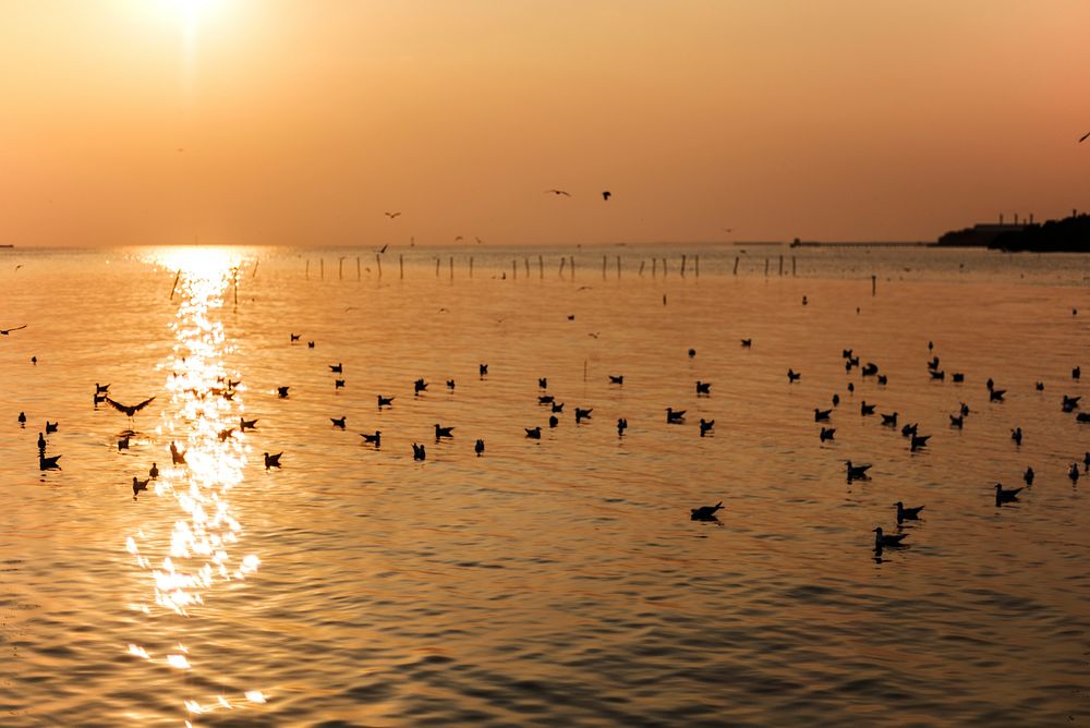 Birds in the water at sunset