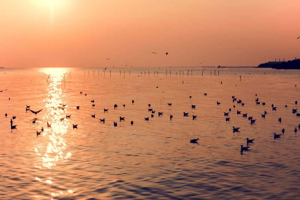 Sunset Scene with Seagulls Landscape