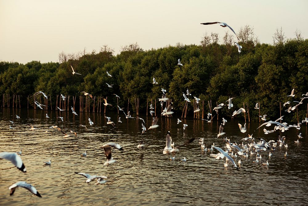 Birds flying above mangrove water