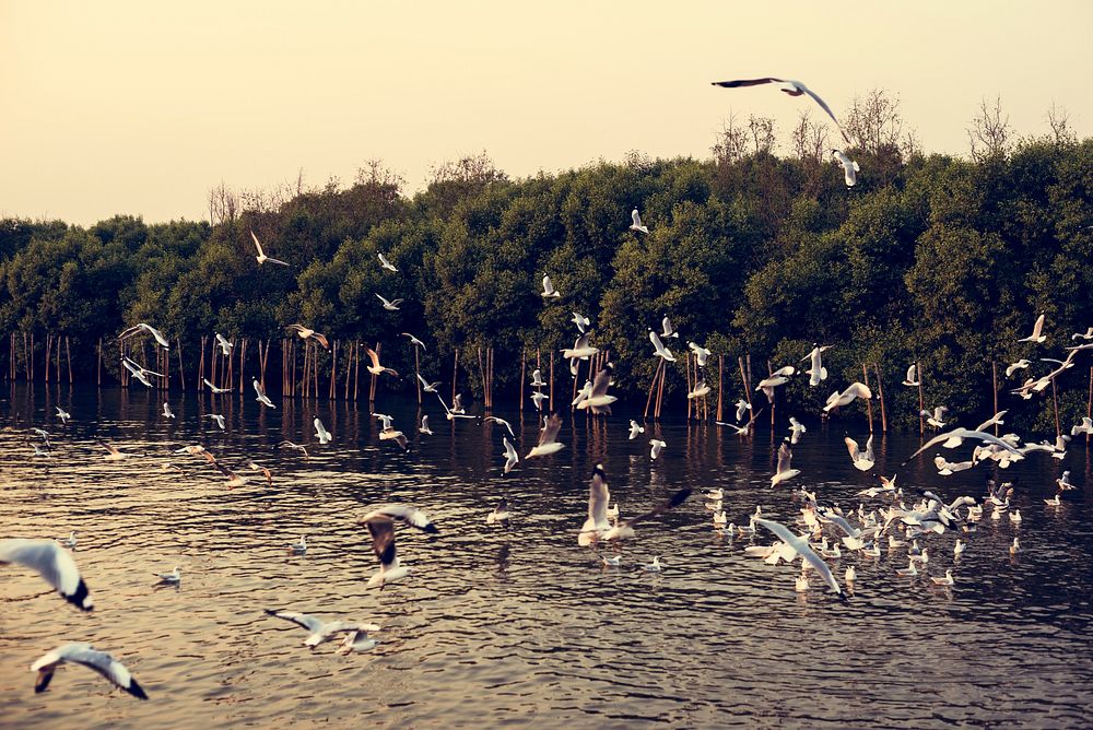 Flying Seagulls near Mangrove Forest Natural