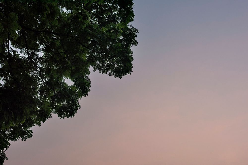 Evening Sky with Tree Branches and Leaves