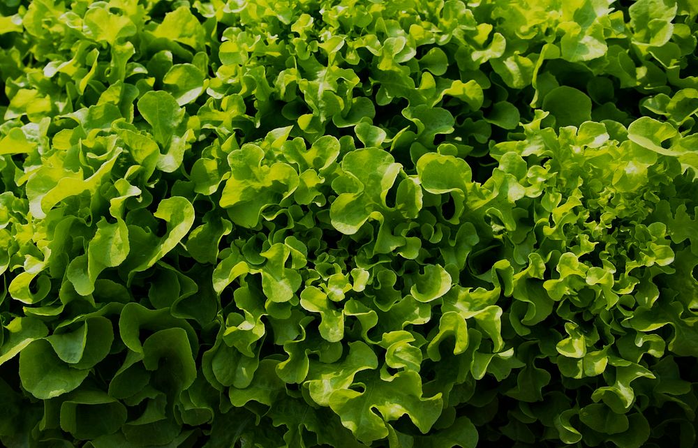 Close up of vegetable plant leaves