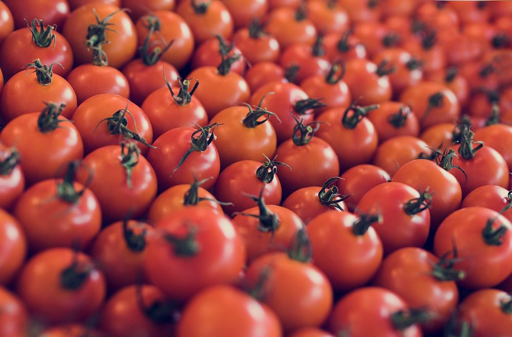 Fresh Tomato Vegetable Harvest From Farm