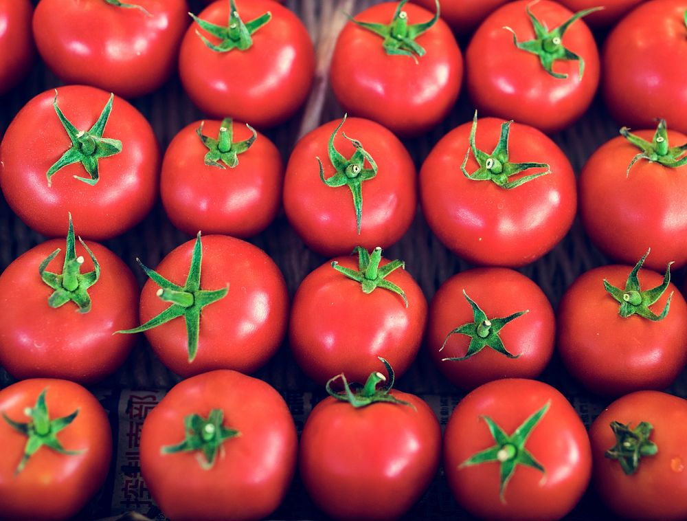 Fresh Tomato Vegetable Harvest From Farm