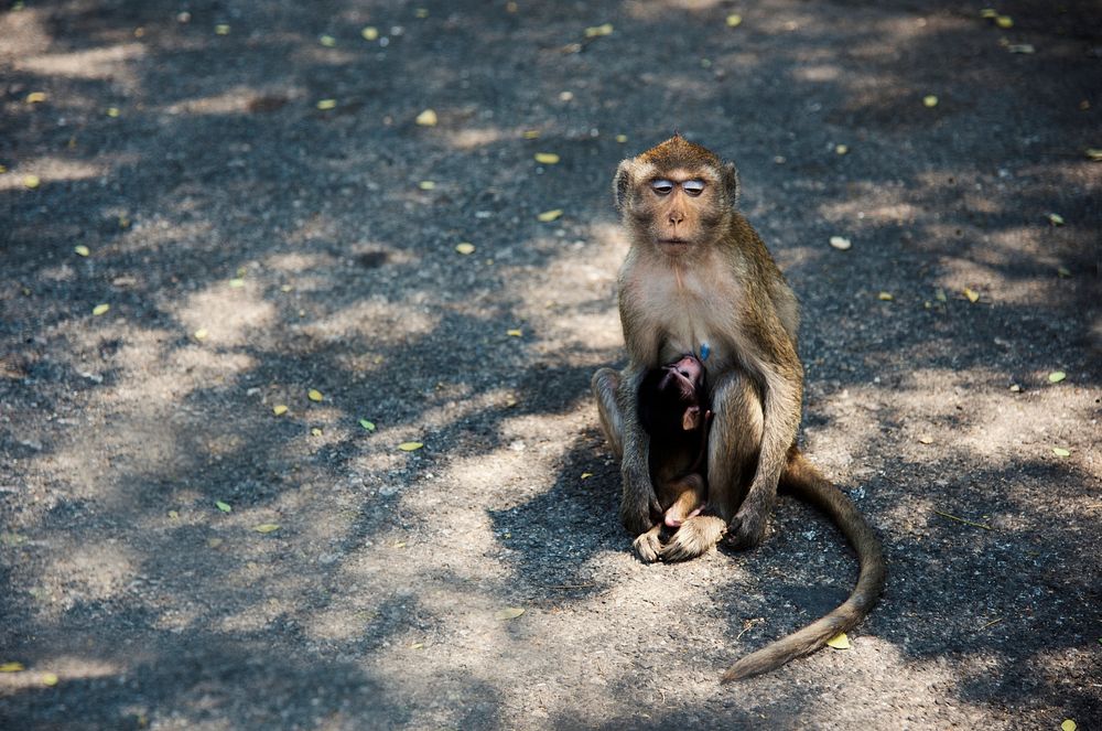 Mother monkey feeding baby