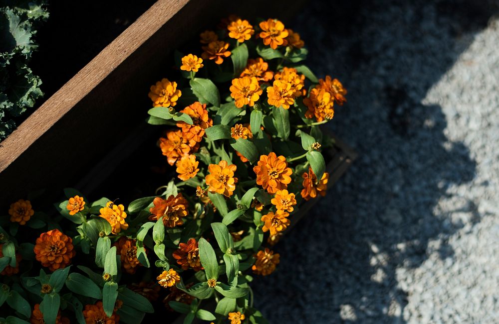 Orange Zinnia Flower Blooming Botanical