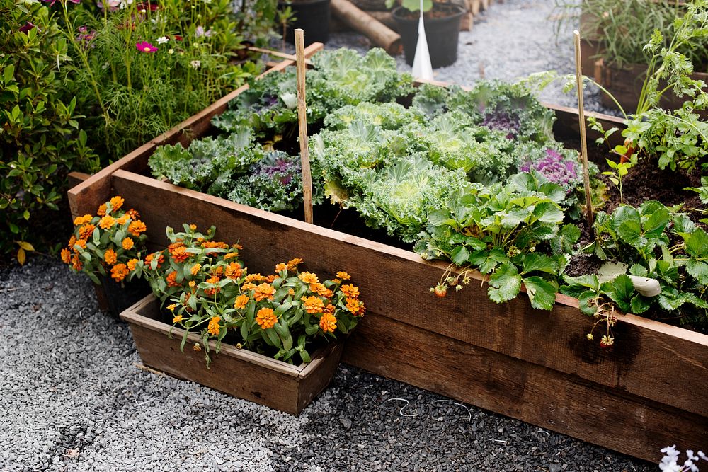 Green garden farming vegetable plants