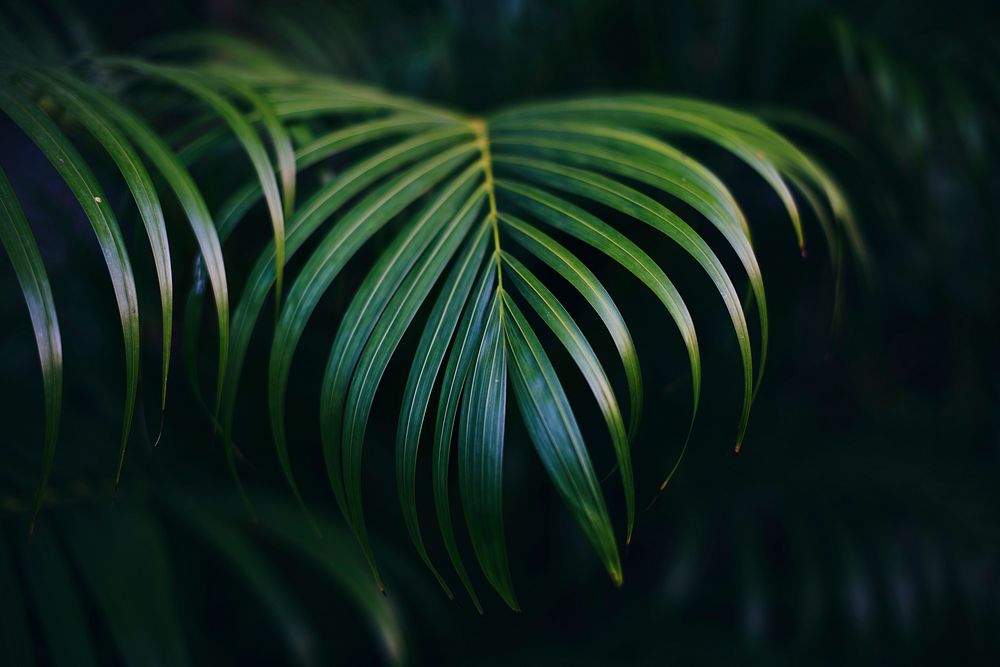 Plant nature growth tropical tree leaf