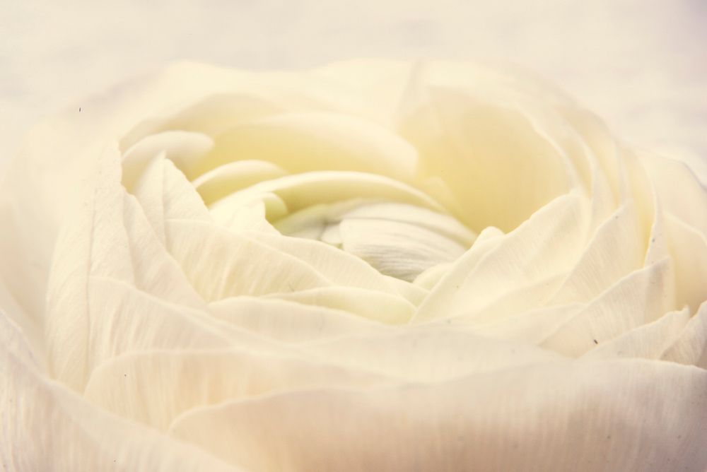 Closeup White Rose Flower Nature Refreshment