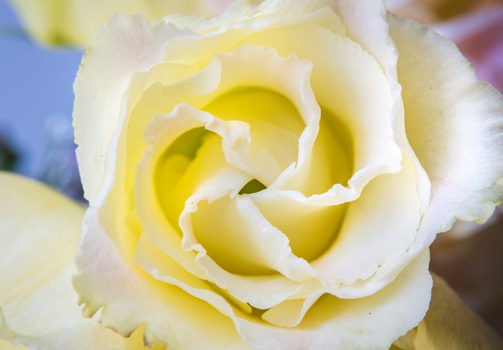 Closeup of Fresh White Lisianthus Flower