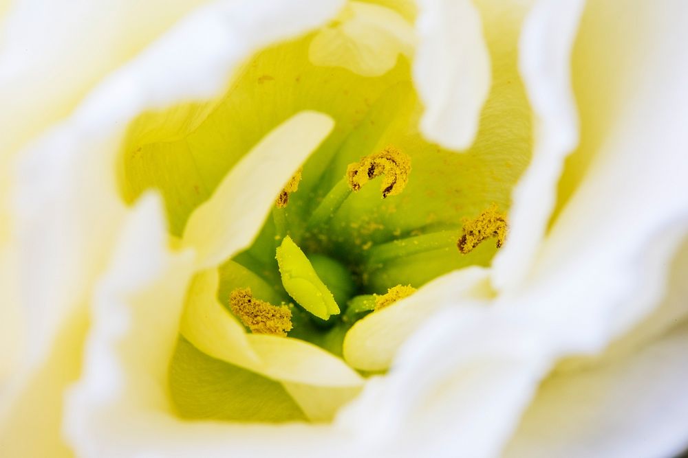 Closeup of White Tulip Flower Pollen