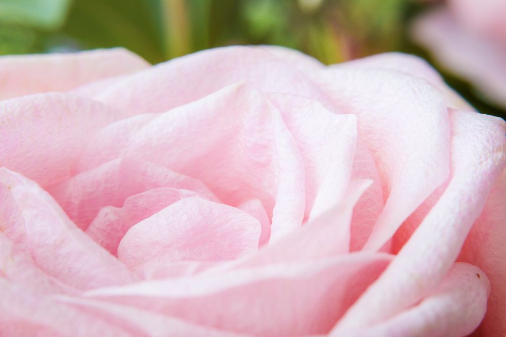 Closeup Pink Rose Flower Background