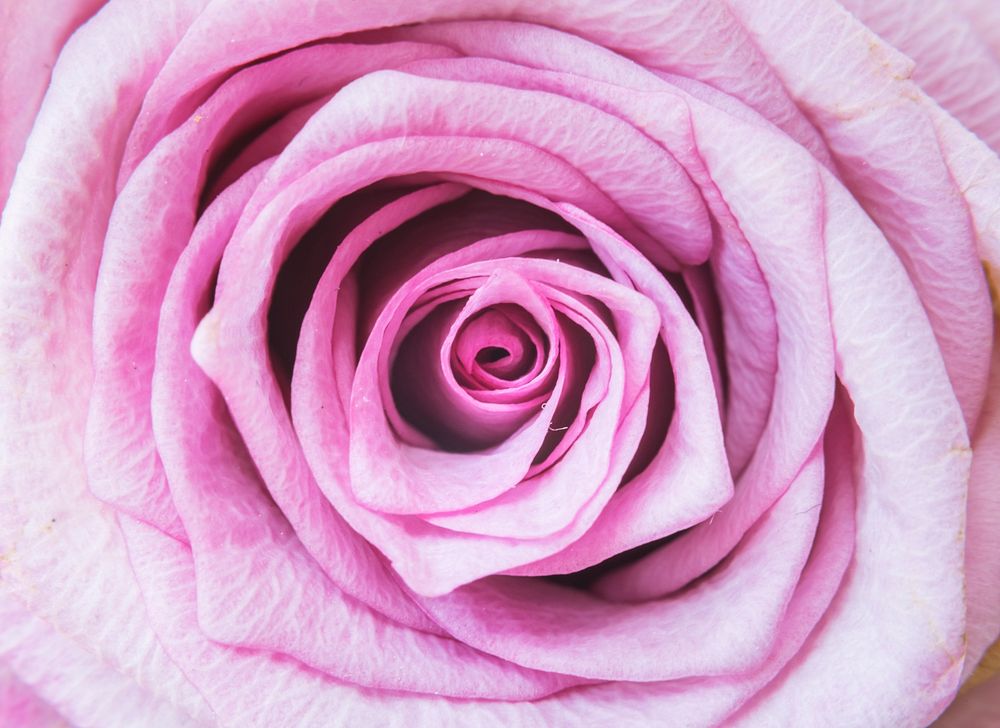 Closeup Pink Rose Flower Background