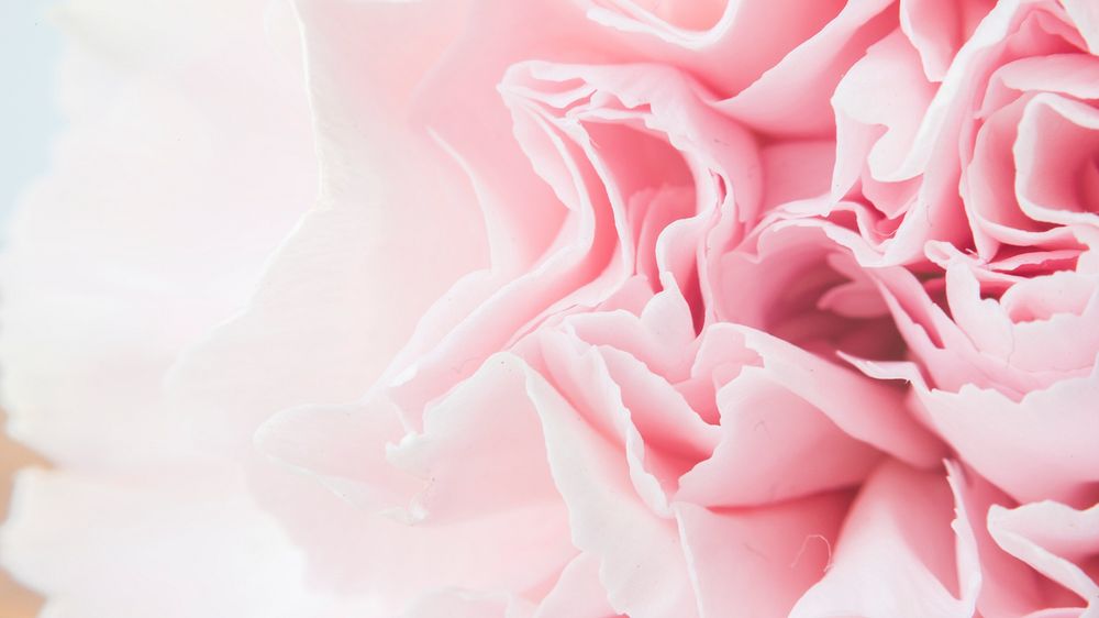 Flower desktop wallpaper, spring background, pink carnation