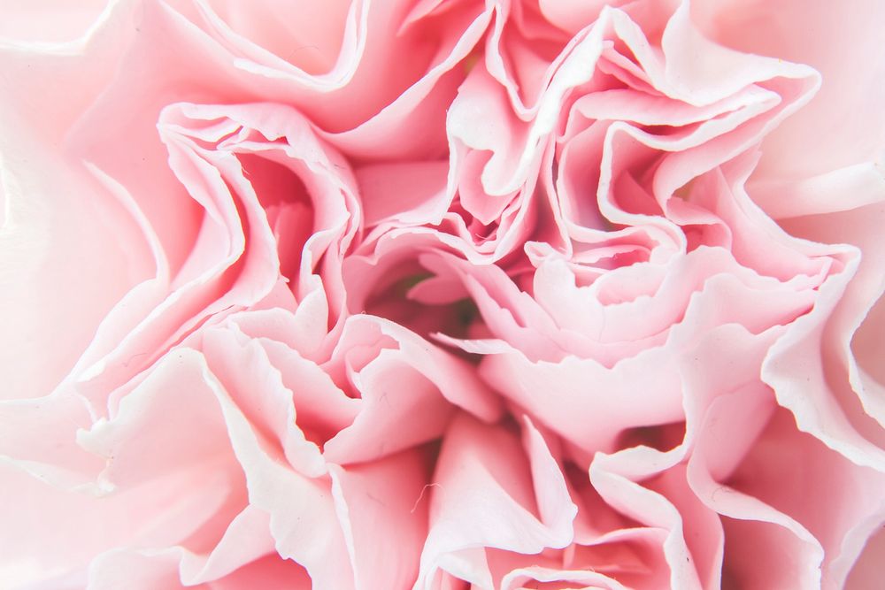 Bloom Pink Carnation Flower Closeup Background