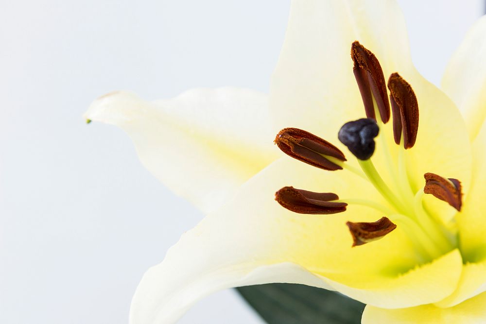 Closeup White Lilly with Yellow Pollen on White Background