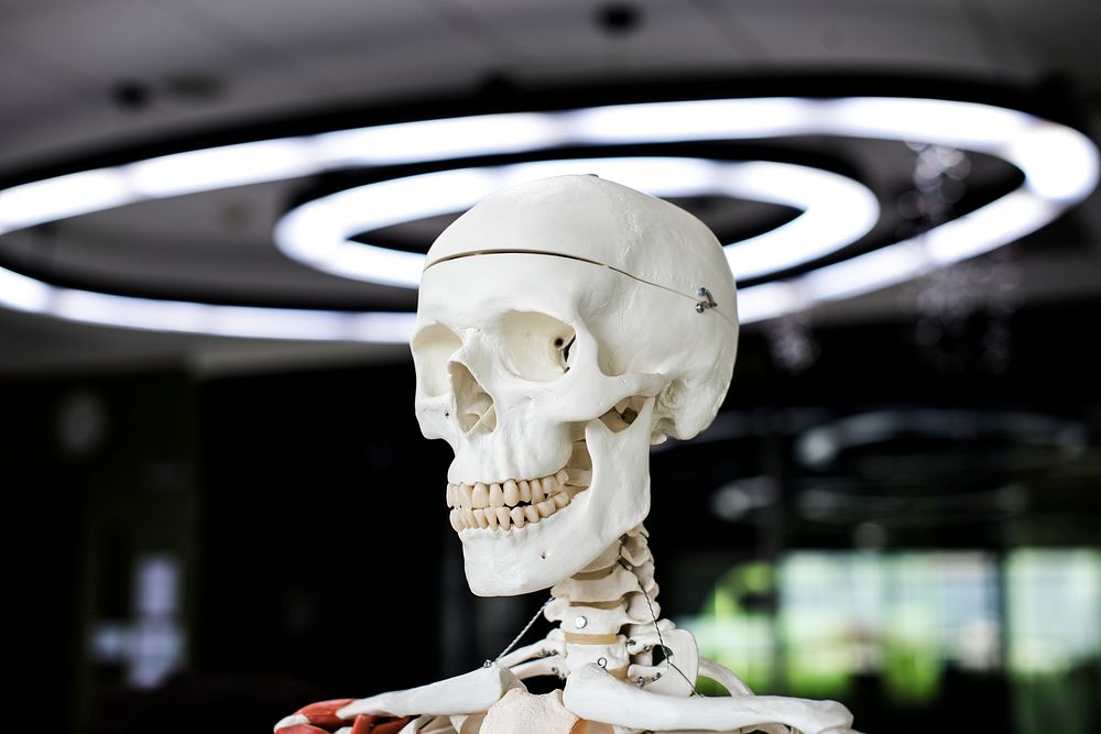 Anatomy skeleton science learning